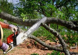 Best Lawn Renovation and Restoration  in New Cassel, NY