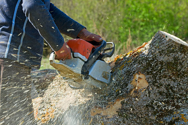 How Our Tree Care Process Works  in  New Cassel, NY